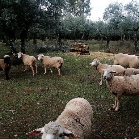 El Venero De Mostoles Constantina Zewnętrze zdjęcie